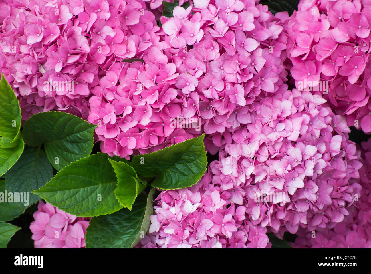 Hortensie - Close Up Stockfoto