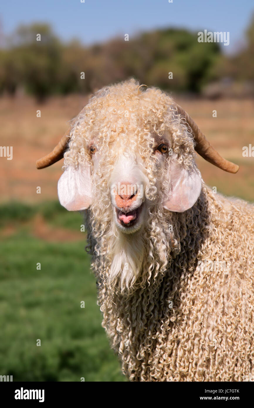 Porträt der Angora-Ziege Stockfoto