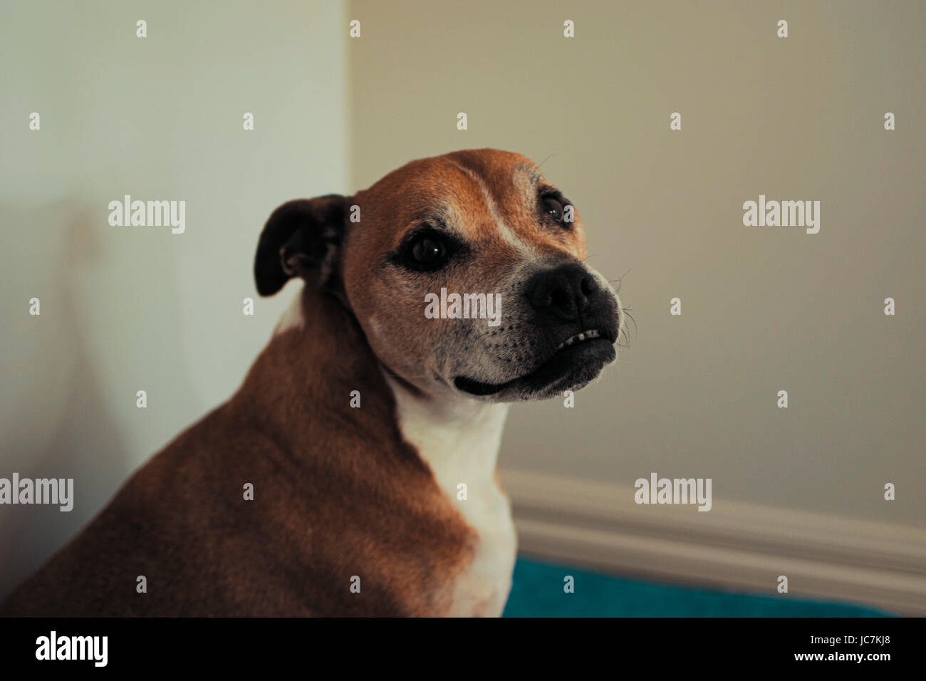 Foto von mir genommen, Tiere mit unterschiedlichen Ausdrucksformen und Körpersprache, zu erfassen, während Sie mit verschiedenen Filtern das Bild zum Ausdruck bringen. Stockfoto