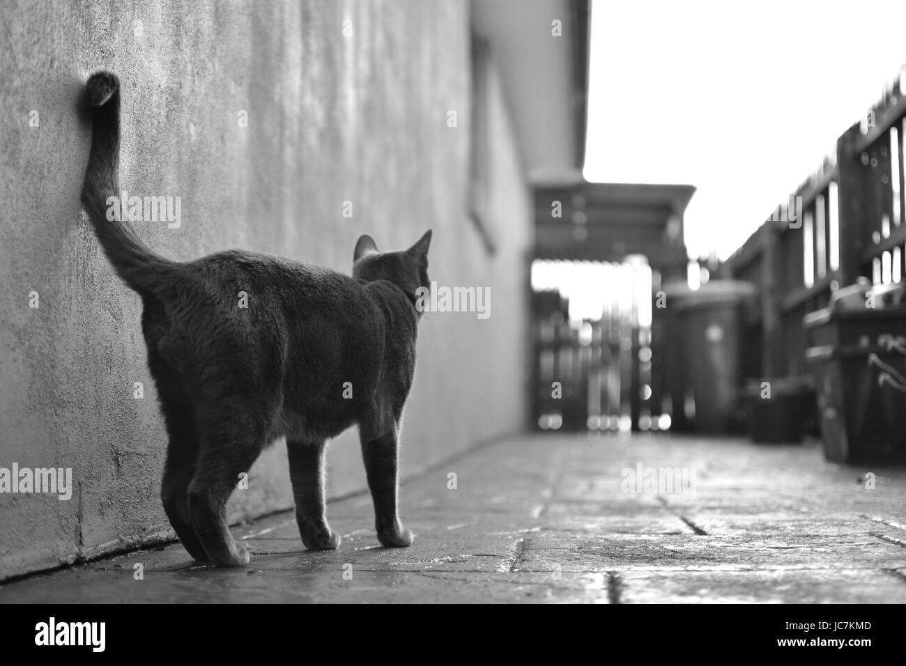 Foto von mir genommen, Tiere mit unterschiedlichen Ausdrucksformen und Körpersprache, zu erfassen, während Sie mit verschiedenen Filtern das Bild zum Ausdruck bringen. Stockfoto