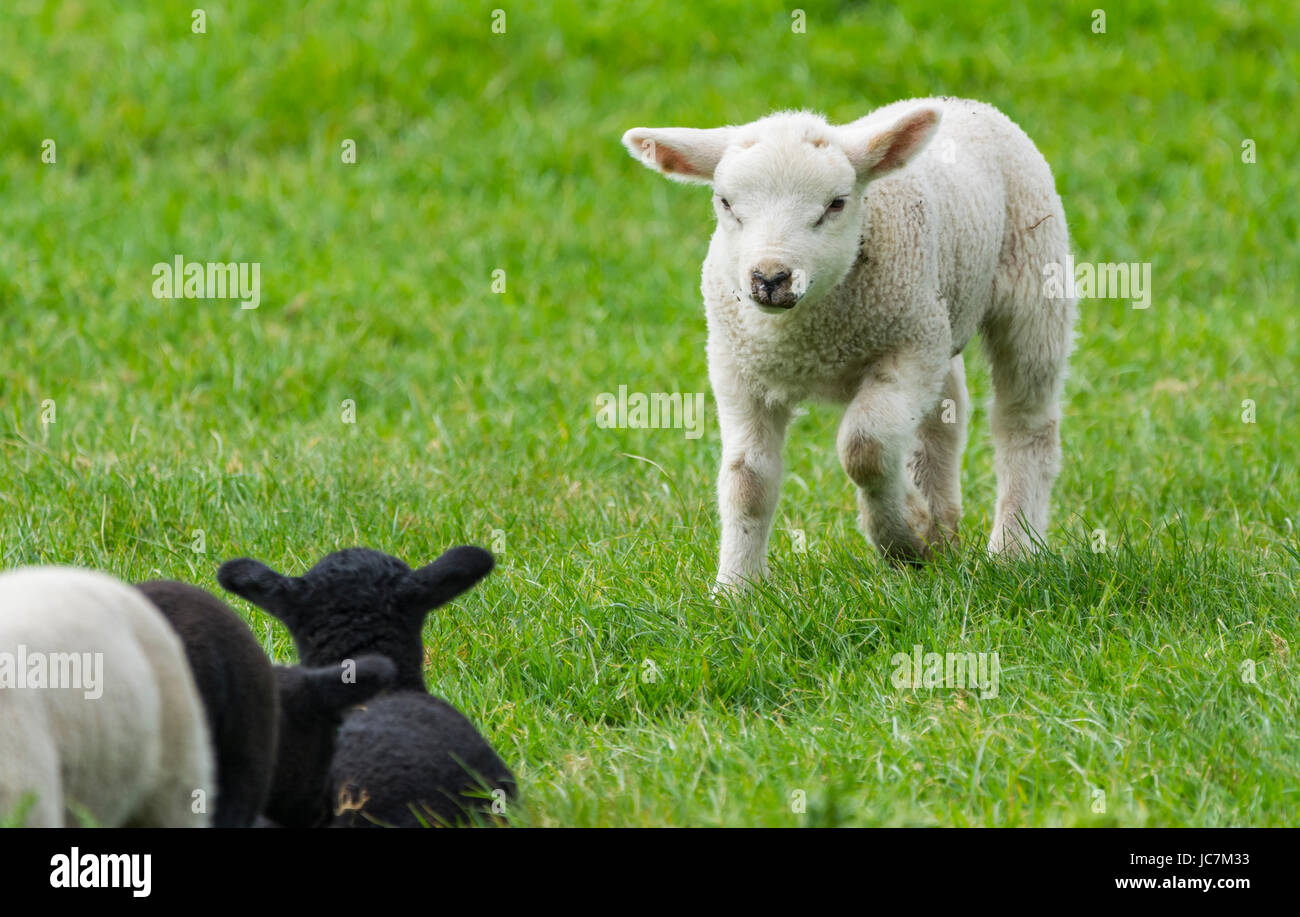 Weißes Lamm läuft auf anderen Lämmer in einem Feld im Vereinigten Königreich. Stockfoto