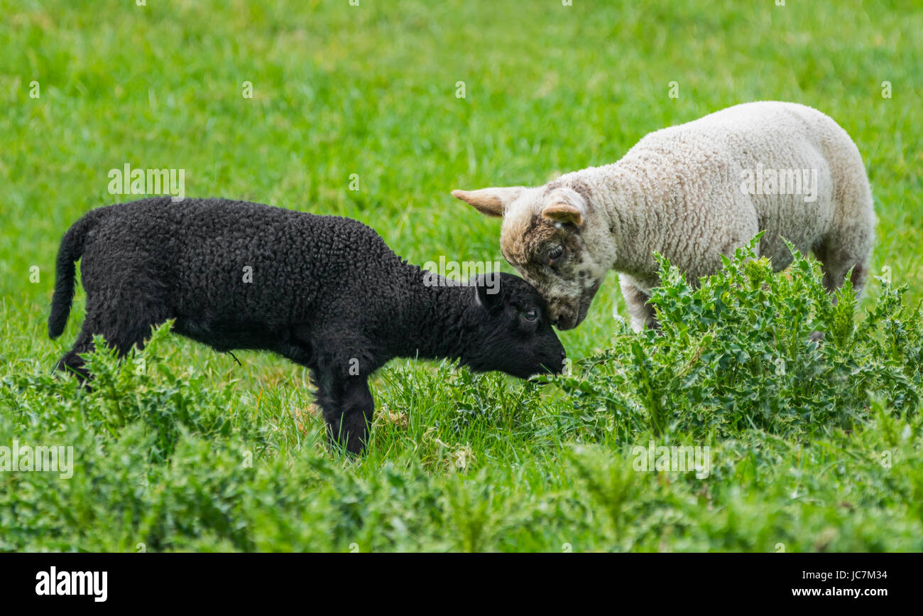 Paar Lämmer. Schwarze & Weiße Lämmer in einem Feld, UK. Freunde für immer Konzept. Rennen Akzeptanz. Verschiedene Rassen zusammen. Race Division. Rasse teilen. Stockfoto