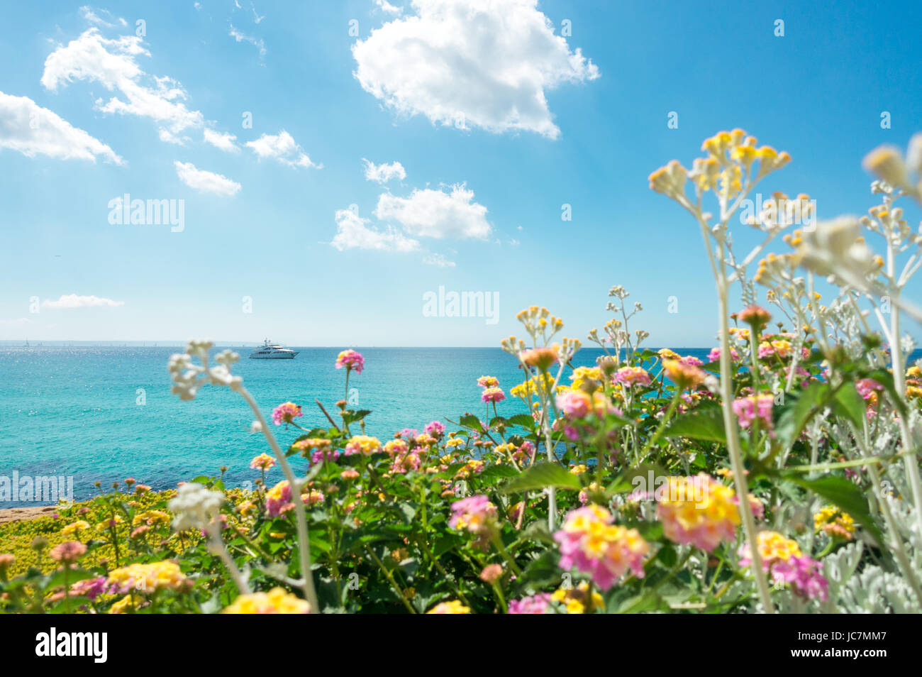 Gelb und rosa Blüten und Motoryacht auf blau türkis Meerwasser und Himmel Stockfoto