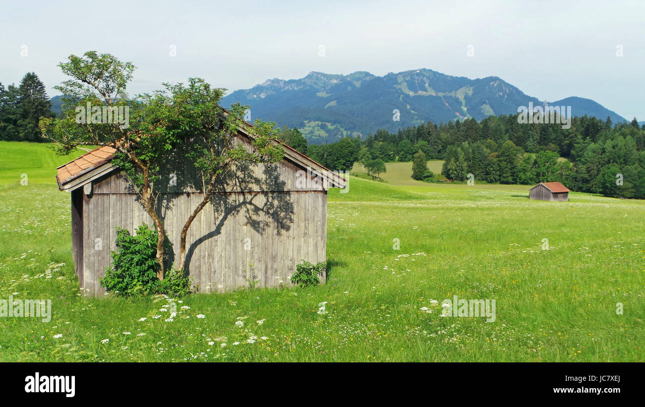 Elder Wiese Stockfoto