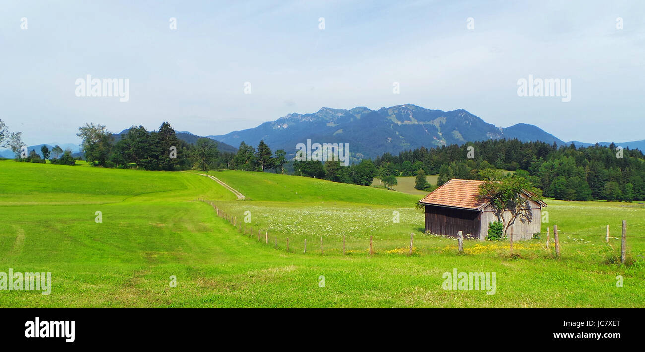 Elder Wiese Stockfoto