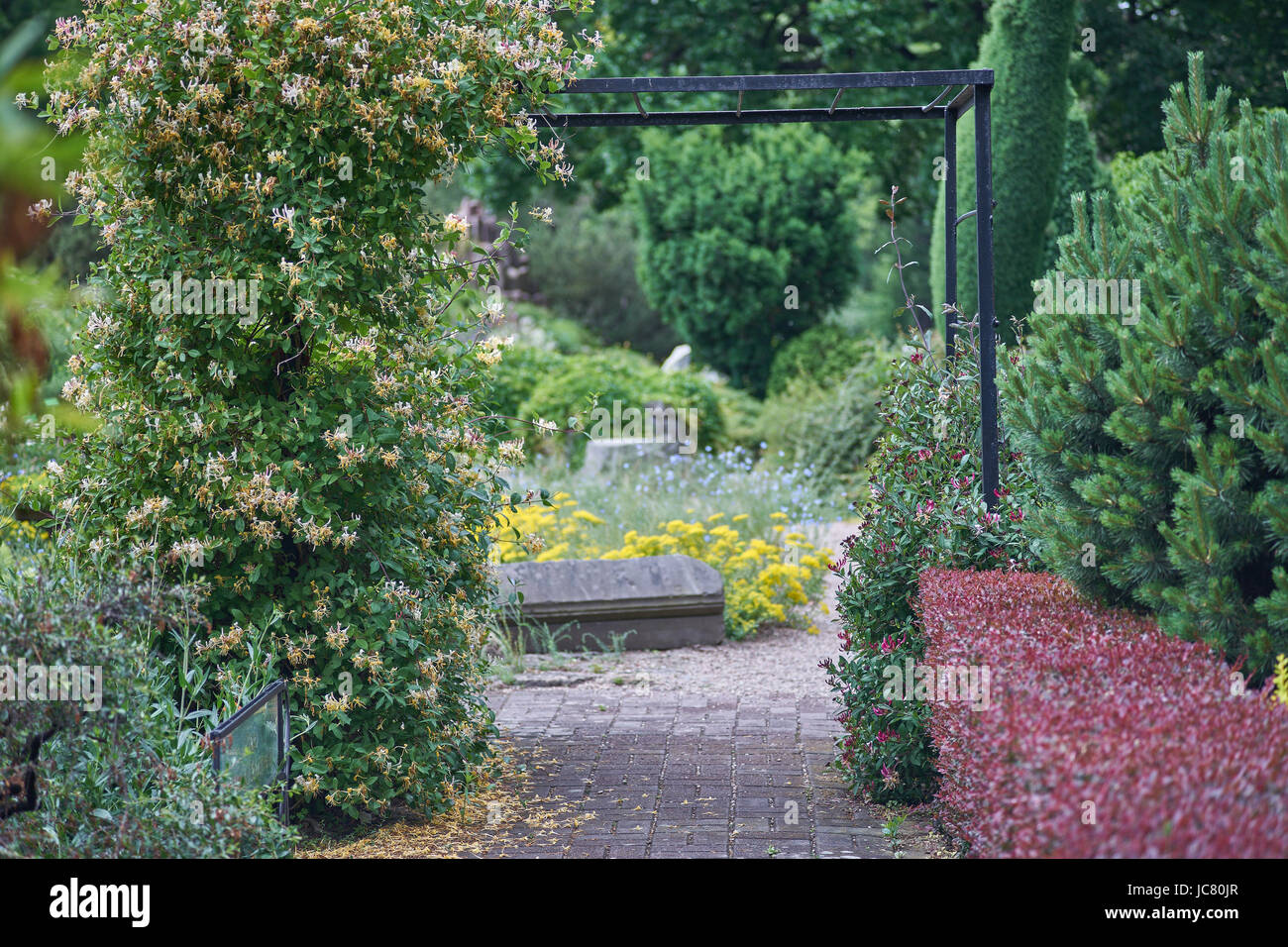 Laube mit reichlich blühenden Busch und der Weg botanischen Gärten von Breslau niedriger Schlesien Polen Breslau Niederschlesien Stockfoto