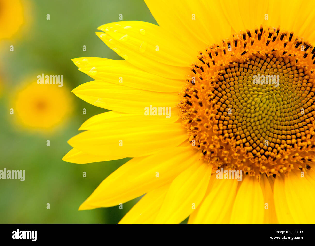 Schöne Sonnenblumen mit leuchtend gelb mit mehr Sonnenblumen des Hintergrunds Stockfoto