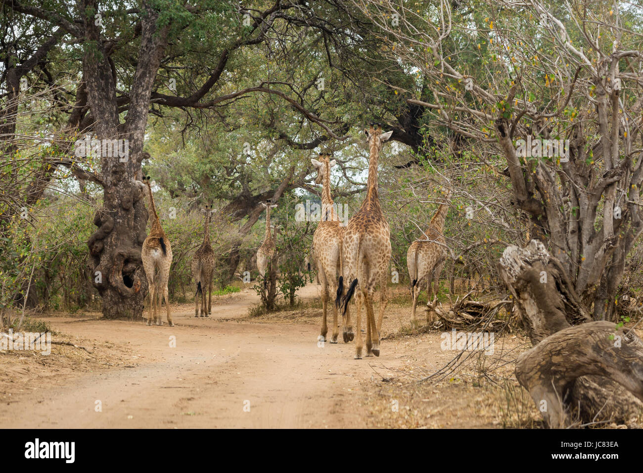 Herde Giraffen zu Fuß auf Schotterstraße von Kruger Park, Südafrika Stockfoto