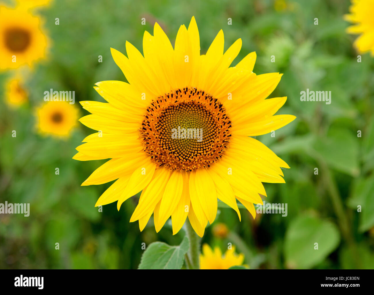 Schöne Sonnenblumen mit leuchtend gelb mit mehr Sonnenblumen des Hintergrunds Stockfoto