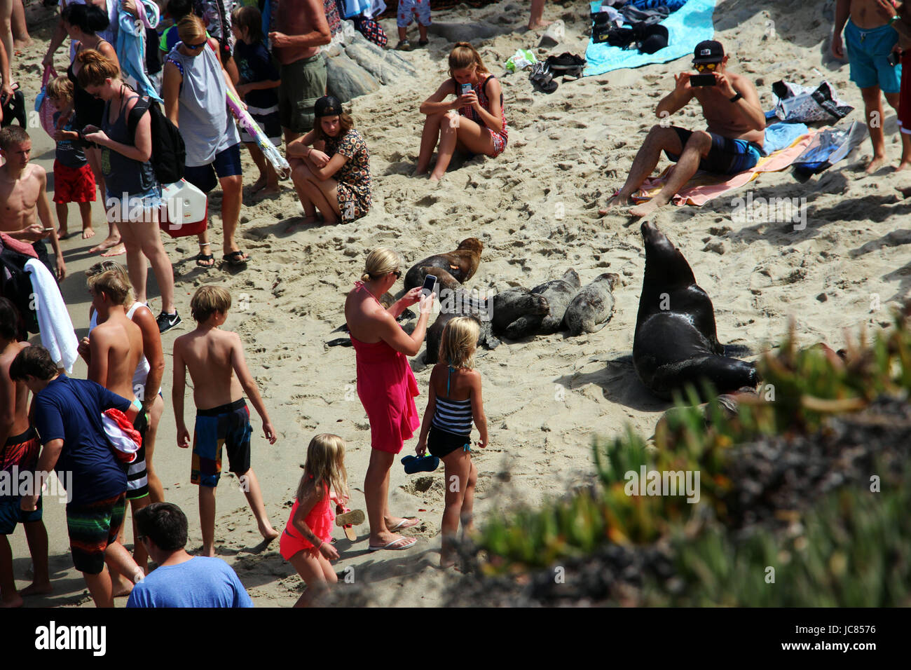 Urlauber, hängen und Fotografieren von Dichtungen an einem Sommertag am Strand liegen. La Jolla Cove, San Diego, Kalifornien. Das Bild wurde ich aufgenommen Stockfoto