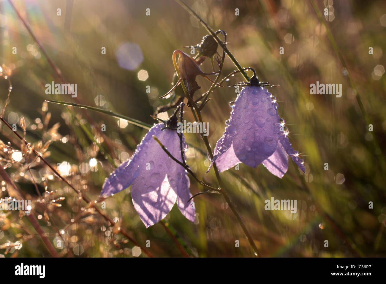 Rundblättrige Glockenblume (Campanula Rotundifolia) Mit Morgentau Bei Engenhahn Im Taunus, Hessen, Deutschland Stockfoto