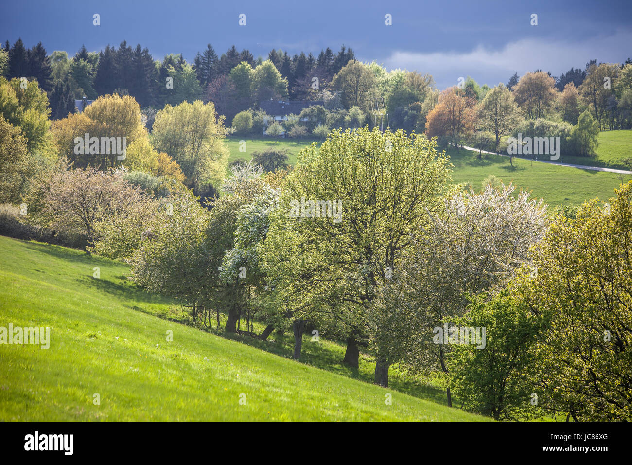 Frühlingsbäume Im Taunus Bei Engenhahn, Hessen, Deutschland Stockfoto
