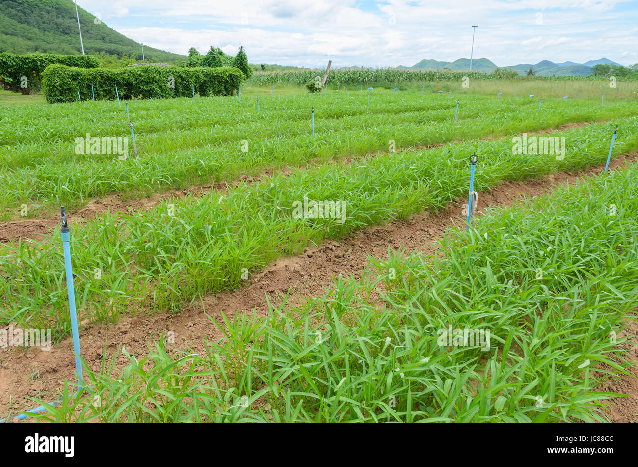 Landwirtschaft Feld Stockfoto