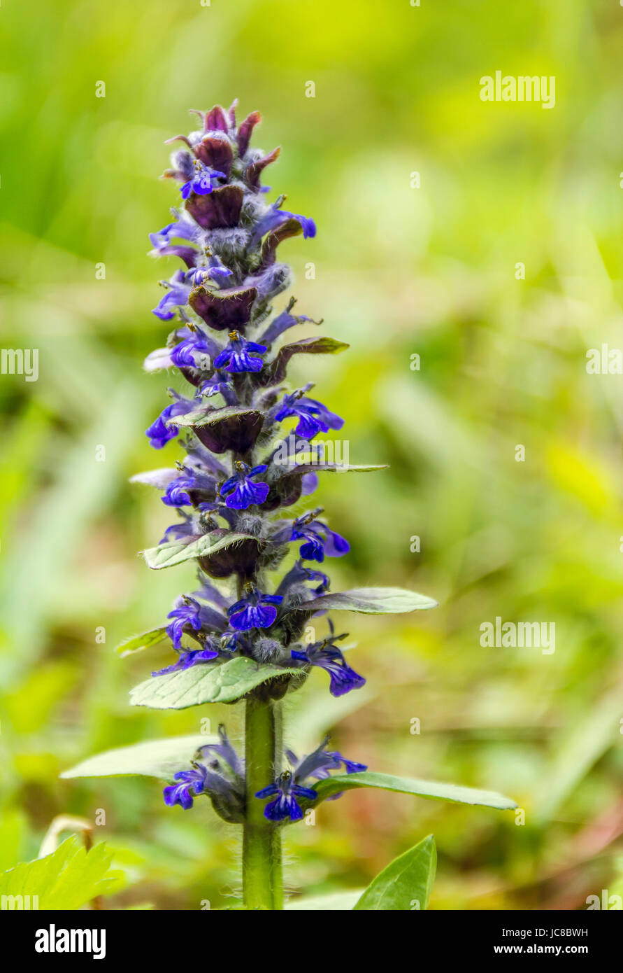 Dunkel Blau Wald Blume Closeup im natürlichen Ambiente Stockfoto
