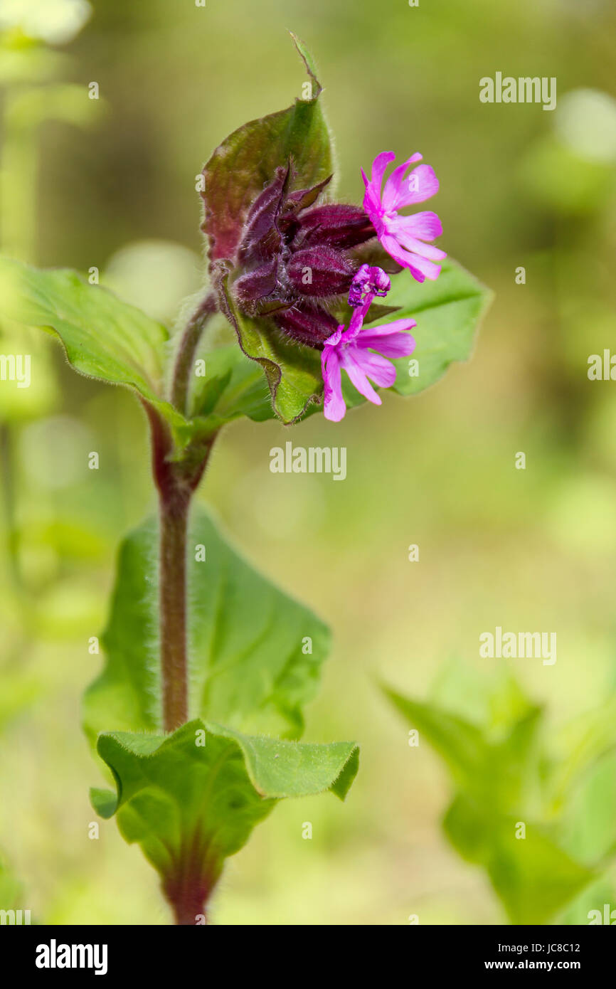 lila Wald Blume Closeup im natürlichen Ambiente Stockfoto
