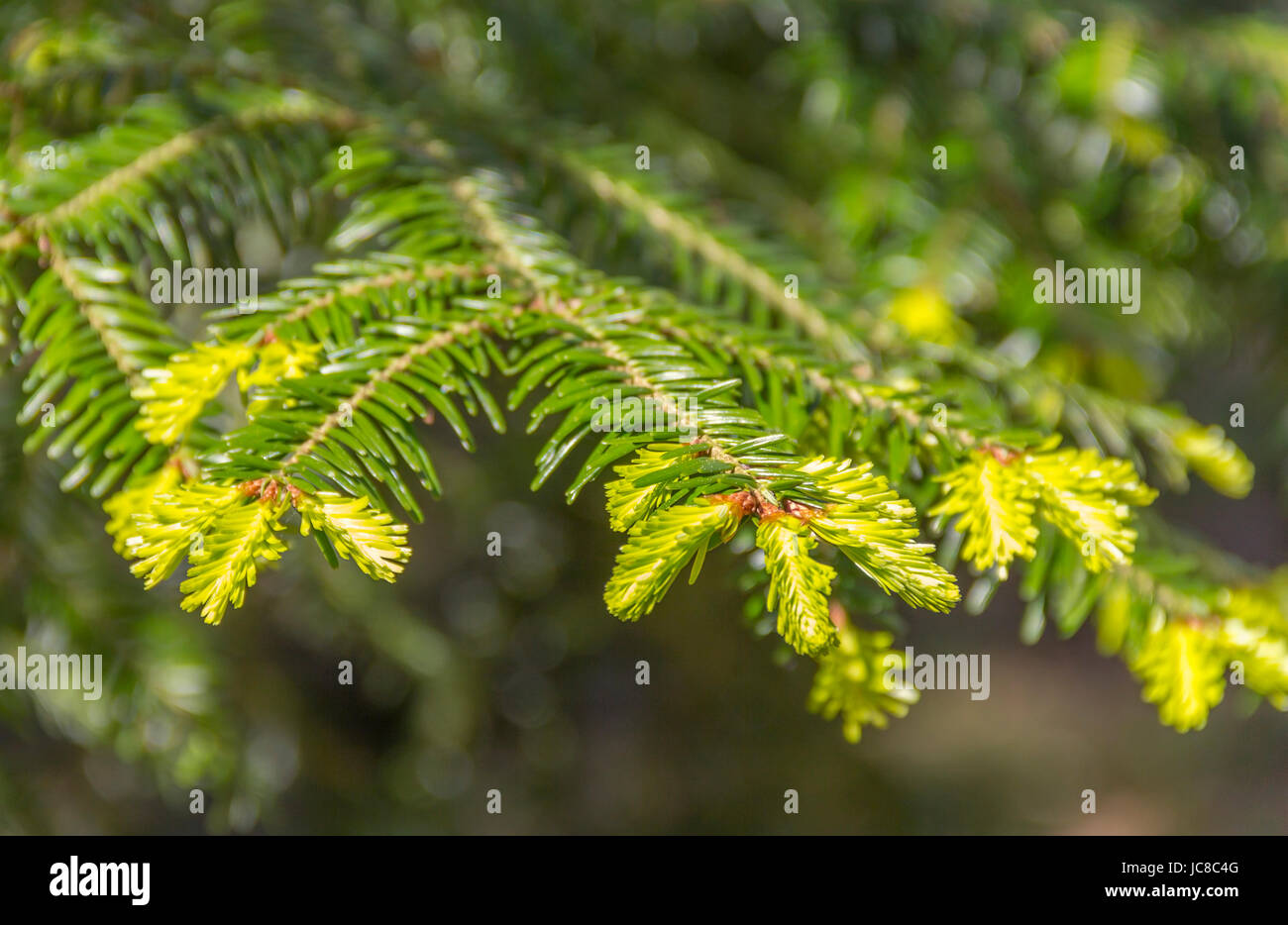 sonnig beleuchteten Closeup Aufnahme einige frische grüne Fichtennadeln befürchten Stockfoto