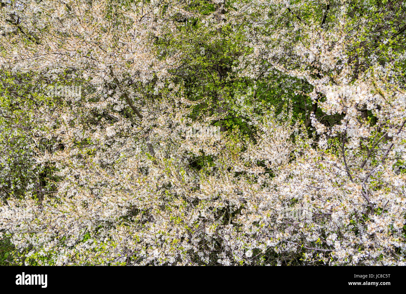 Detail-Aufnahme von einem weiß blühende Busch Stockfoto
