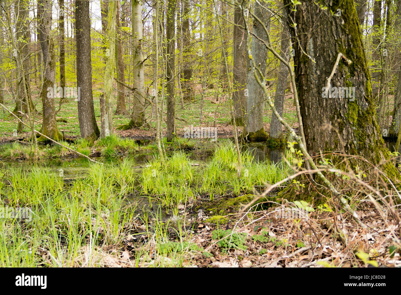 Landschaft in einem Wald im frühen Frühjahr Sumpf Stockfoto