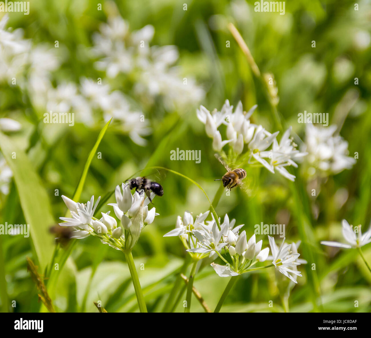 fliegende Bienen um Bärlauch blüht im sonnigen Ambiente Stockfoto