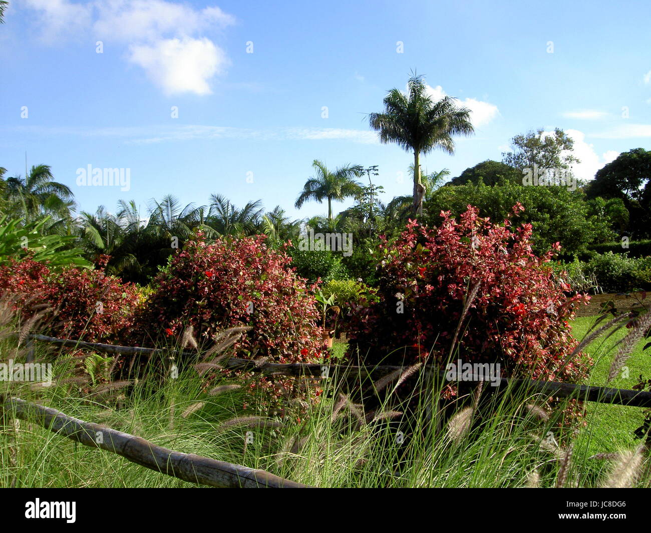 Blumen Bäume in La Vanille Nationalpark-Mauritius Stockfoto