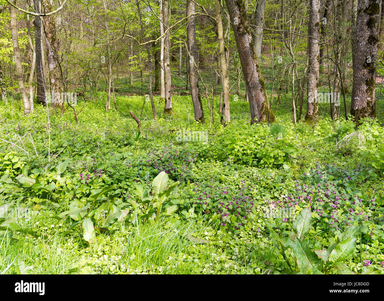 sonnig beleuchteten Waldlandschaft mit dichten Bodendecker Vegetation im Frühjahr Stockfoto