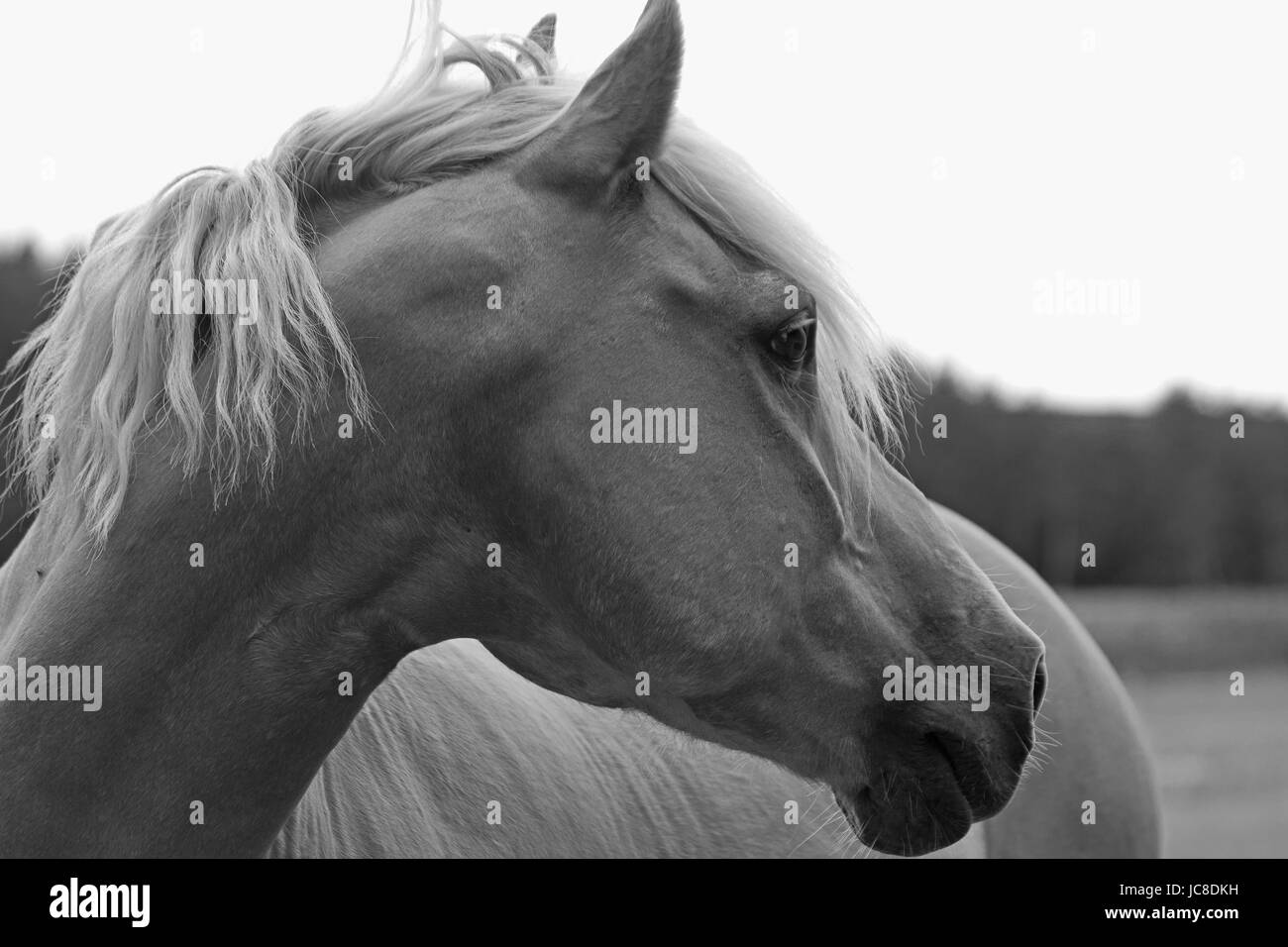 Pferd-Leben Stockfoto