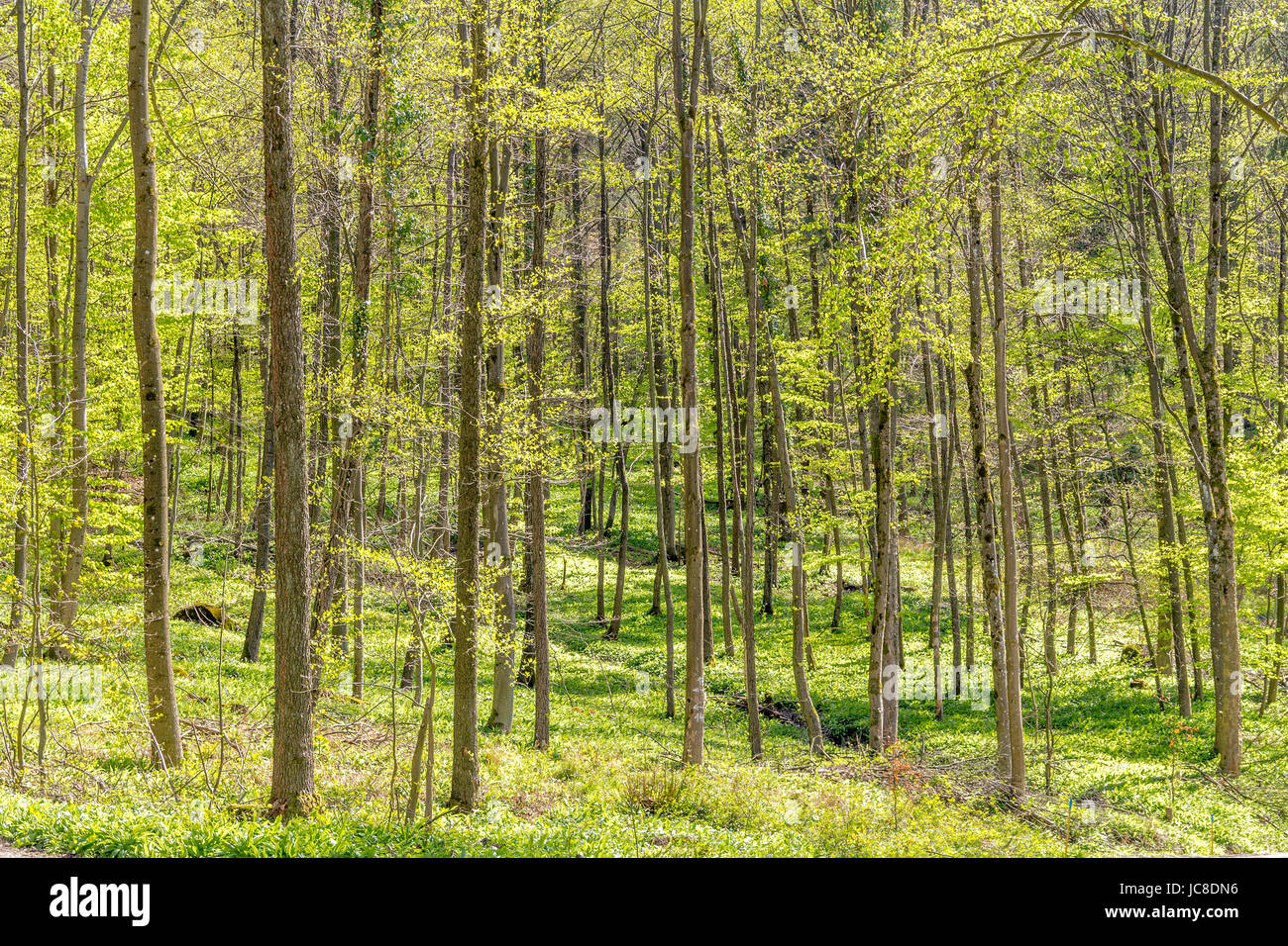 sonnig beleuchteten Waldlandschaft im Frühjahr Stockfoto