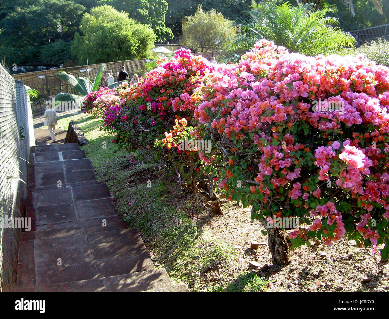 Gris Gris Cliff In Souillac Mauritius Stockfoto