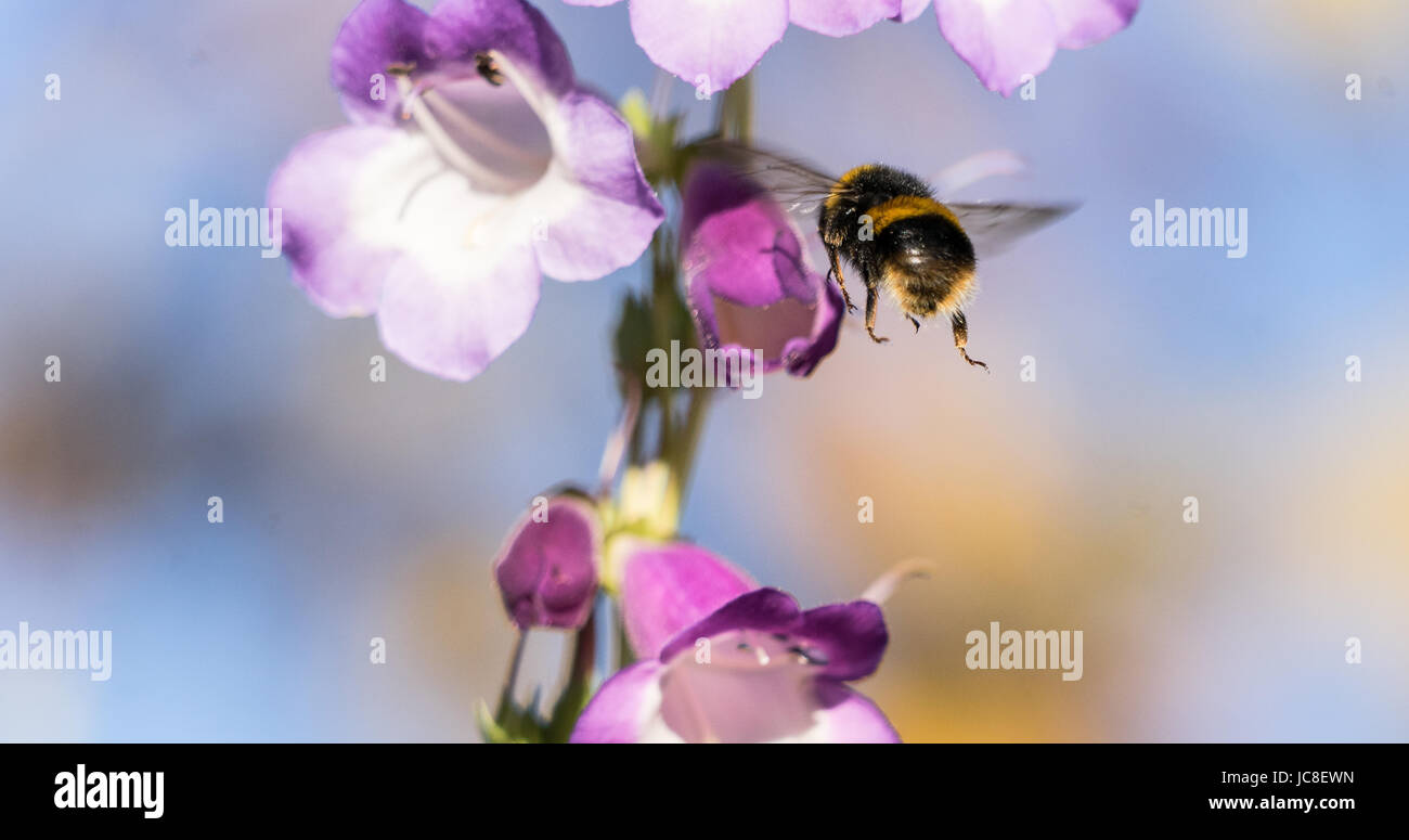 Bumble Bee fliegen herum auf der Suche nach Nektar Stockfoto