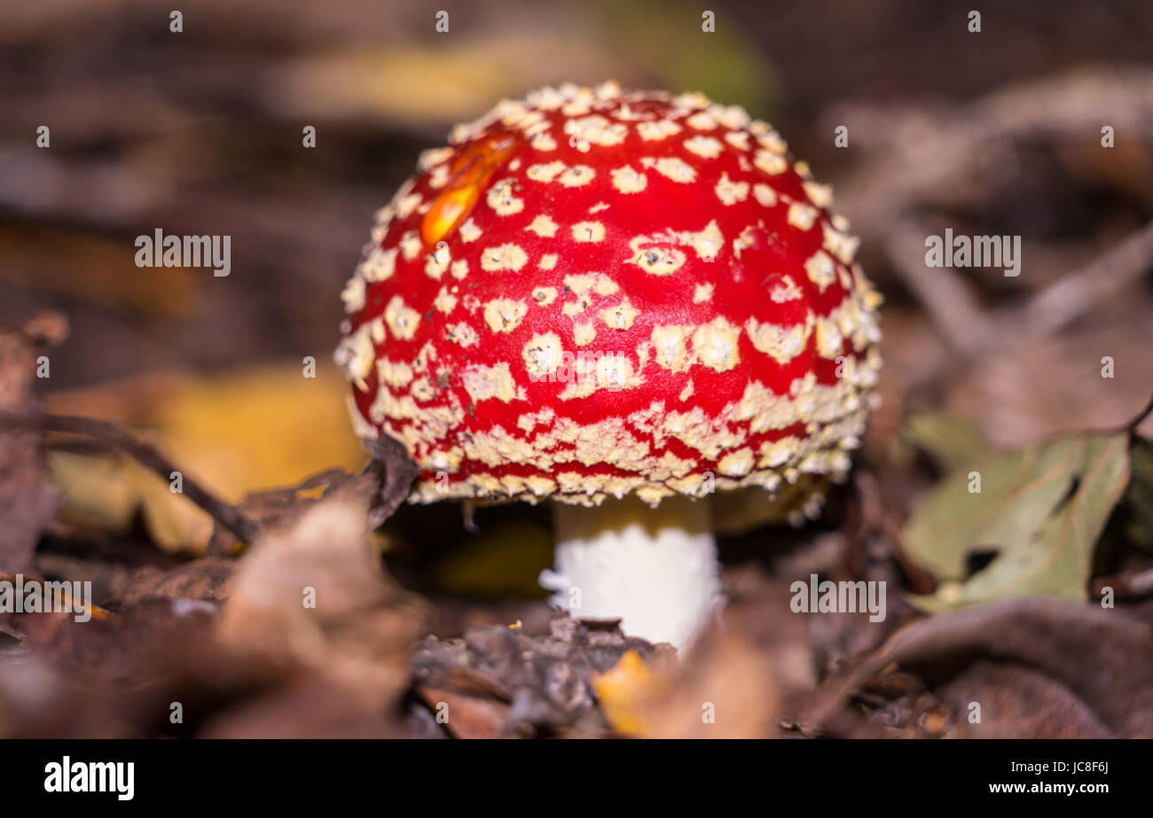 Closeup roten Pilz versteckt im Busch in Tasmanien Australien Stockfoto