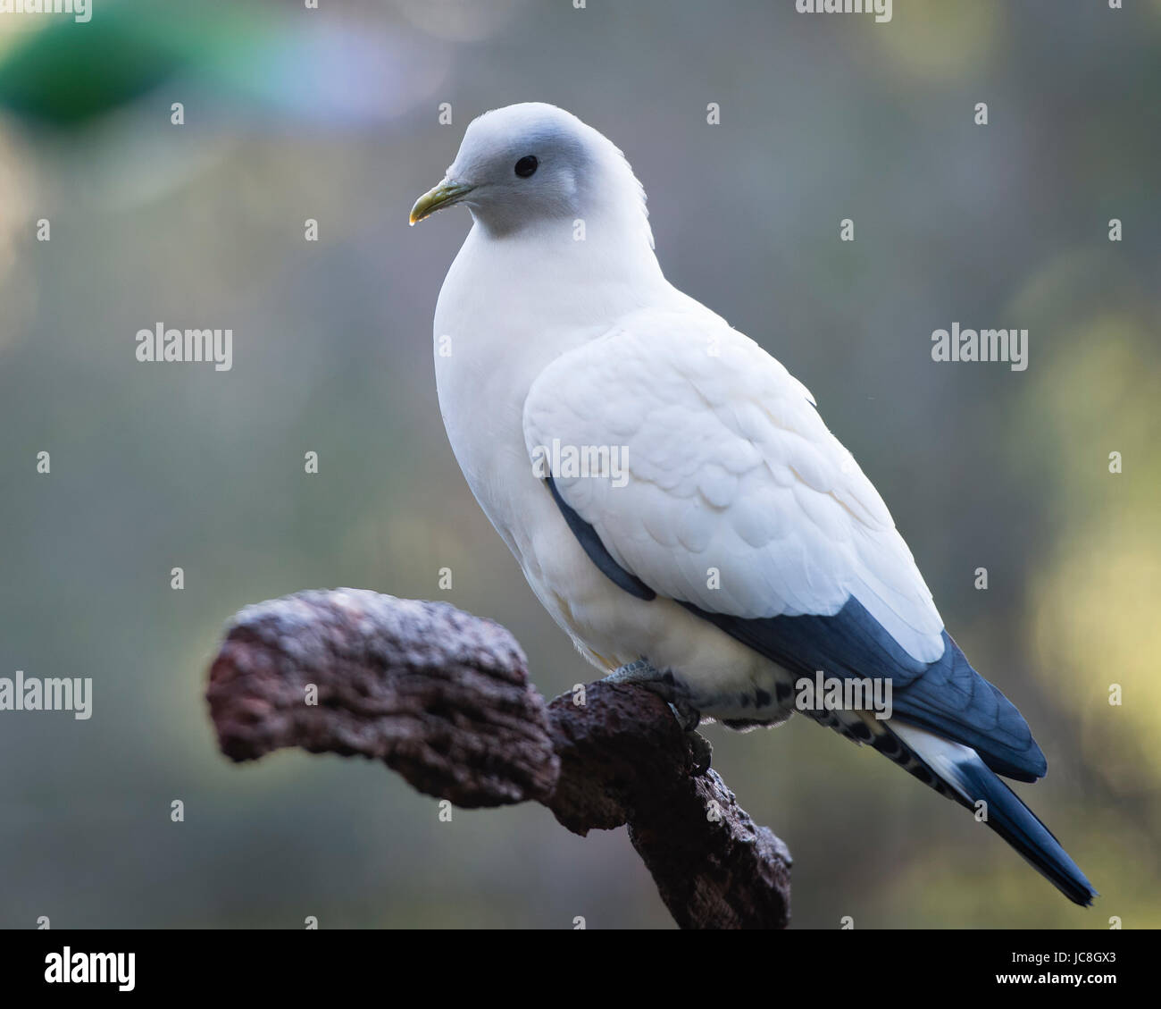 Schöne religion Stockfoto