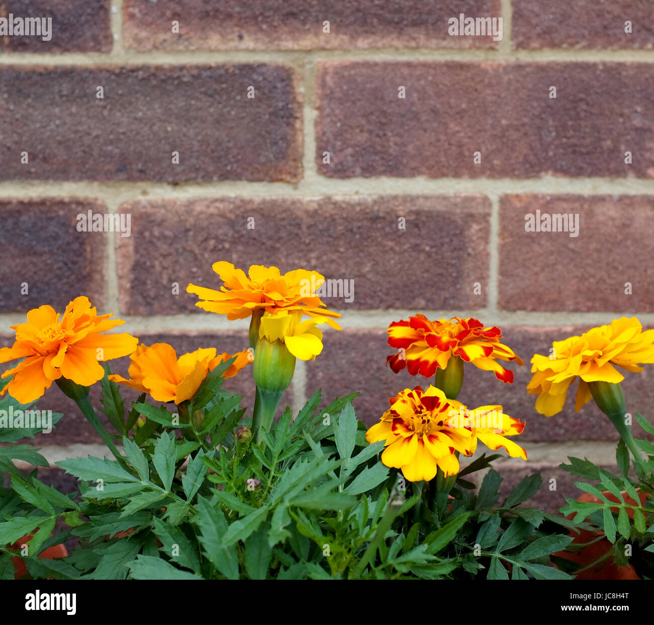 Reihe von leuchtend orange und gelb Französisch Ringelblumen gegen eine Mauer mit Textfreiraum Stockfoto