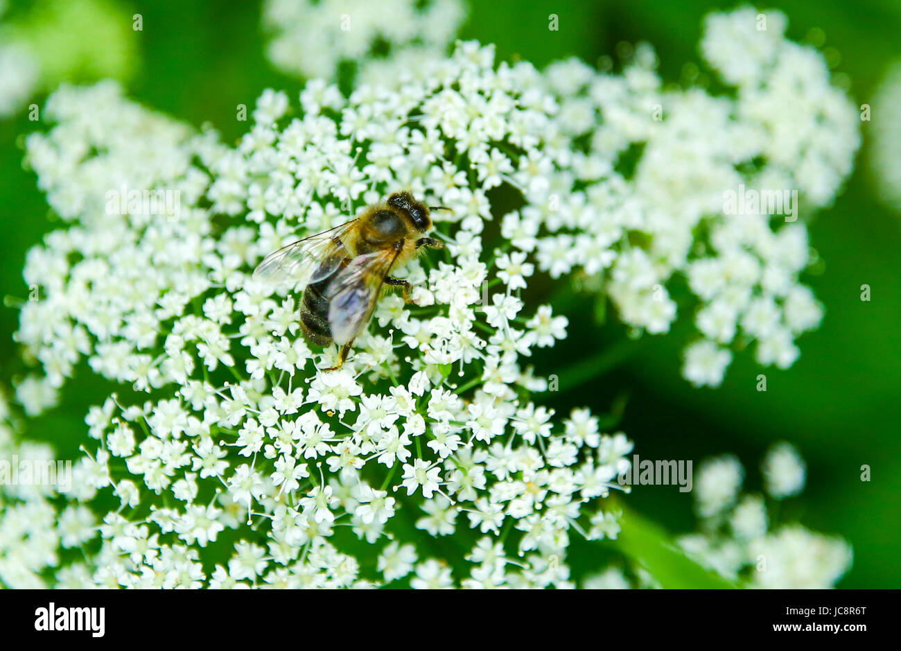 Masowien, Polen. 14. Juni 2017. Polen, Masowien, 14. Juni 2017: Insekten und Blumen Tierwelt bei bewölktem Wetter. Bildnachweis: Madeleine Ratz/Alamy Live-Nachrichten Stockfoto