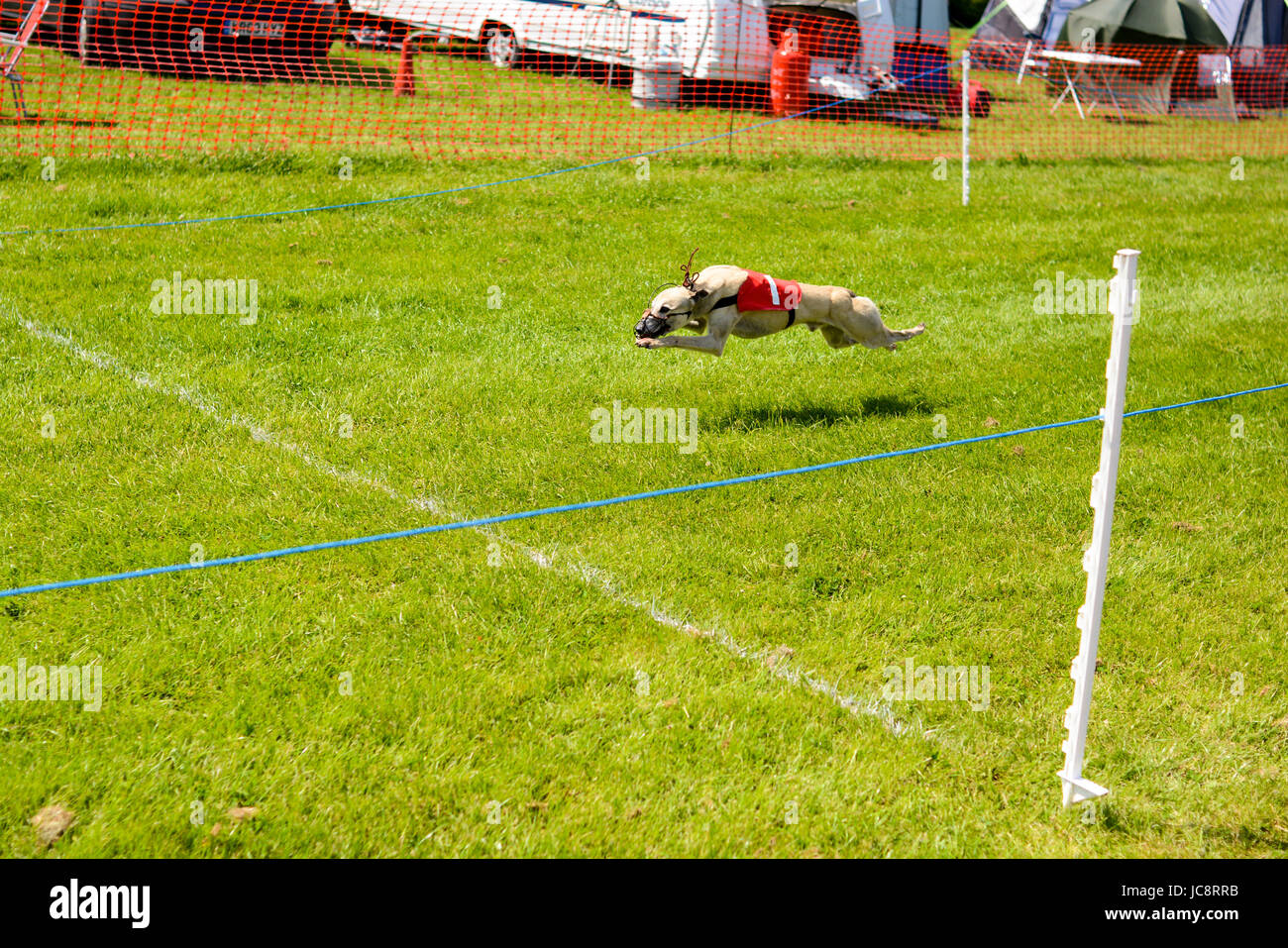Whippet Racing on the Recreation Ground, Fordingbridge, Hampshire, Großbritannien, 14.. Juni 2017. Nummer 1 Hund im Vollflug. Stockfoto