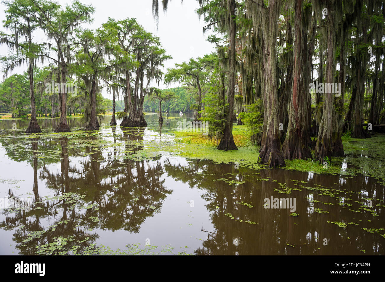 Klassische Bayou Sumpf Szene des amerikanischen Südens mit kahle Zypresse Bäume reflektieren trüben Wasser im Caddo Lake, Texas, USA Stockfoto