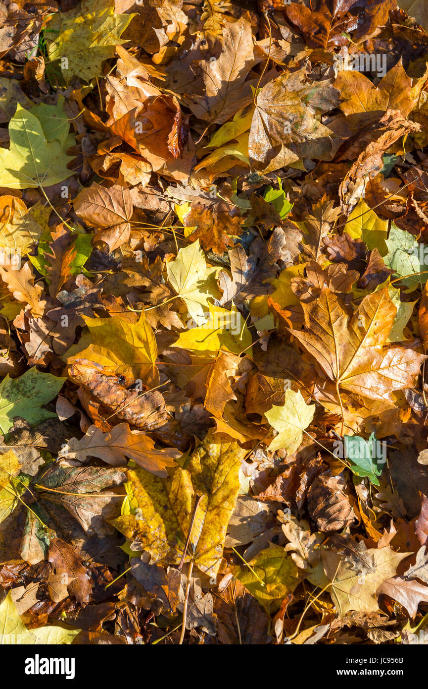 Full-Frame-Hintergrund der Blätter fallen auf den Boden leuchten in der Herbstsonne gestapelt Stockfoto