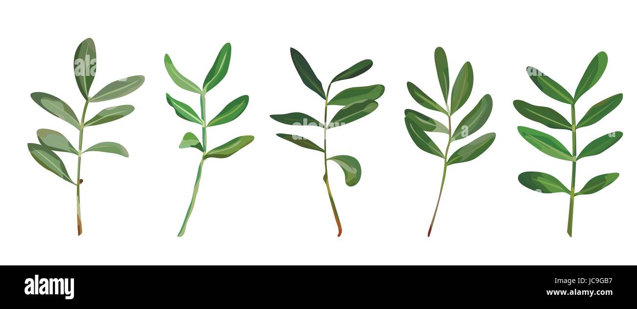 Eukalyptus Blätter natürlichen Zweige mit Blättern tropischen Elementen in Aquarell Formatvorlagensatz, Sammlung. Vektor dekorativen schönen niedlichen elegante Abbildung Stock Vektor