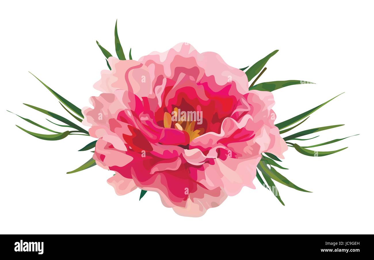 Pfingstrose dendritischen mit Greeneucalyptus verlässt Vektor-Illustration für Ihr Design, Vintage-Aquarell-Stil. Weiche elegante Draufsicht horizontale Anniversar Stock Vektor