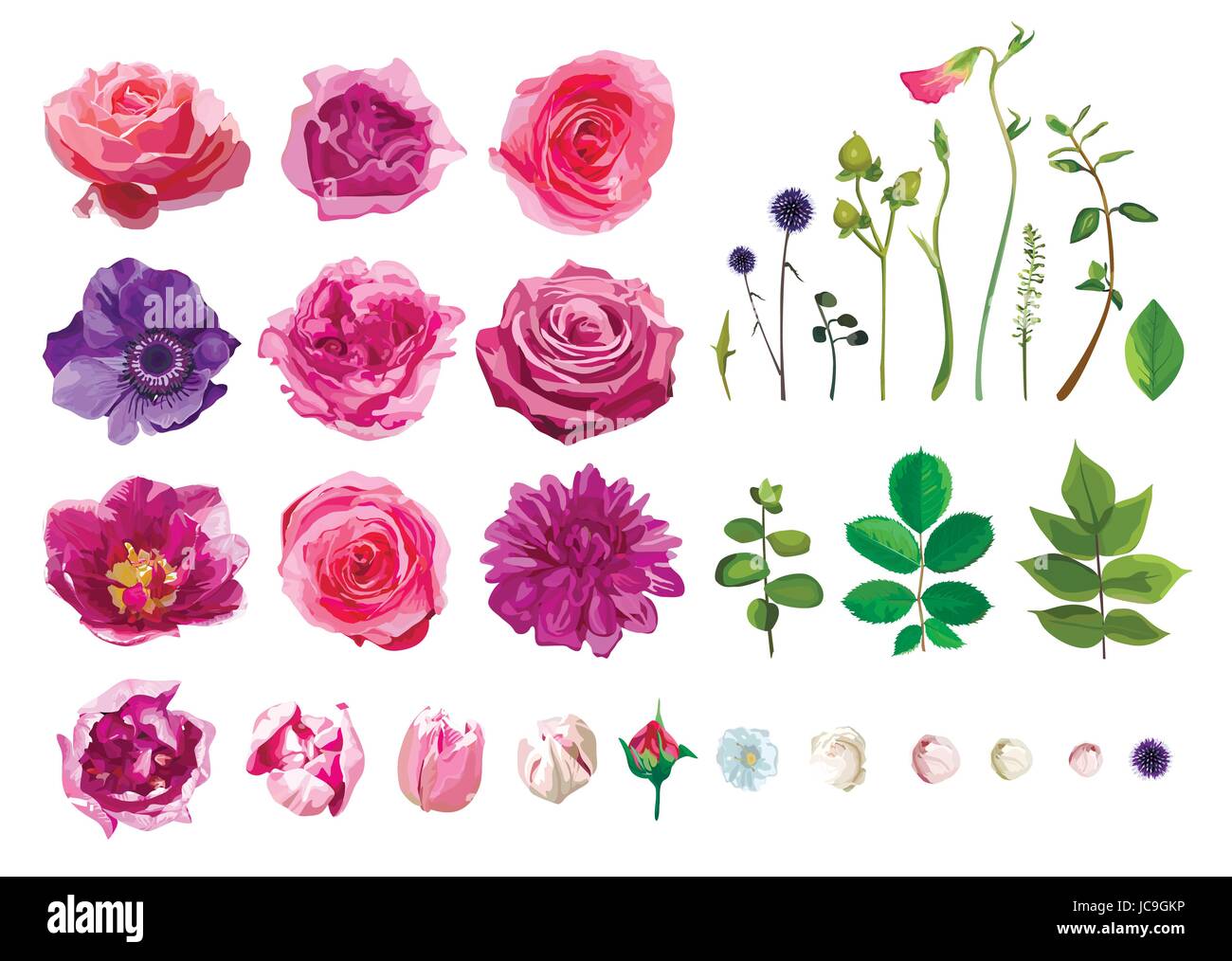 Vektor große Auswahl von verschiedenen Blumen Blätter einschließlich Rose, Dahlia Daisy Anemone Tulip isoliert auf weißem Hintergrund. Rosa, lila grün Aquarell Stock Vektor
