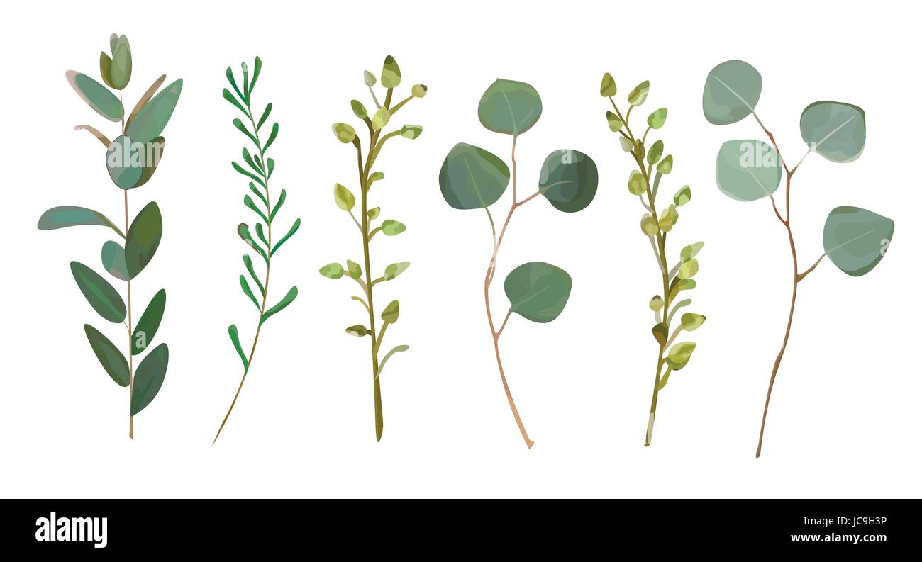Eukalyptus, Zweige Thymian Laub natürliche mit Blätter tropischen Elementen in Aquarell Formatvorlagensatz, Sammlung. Vektor dekorativen schönen niedlichen elegant Stock Vektor