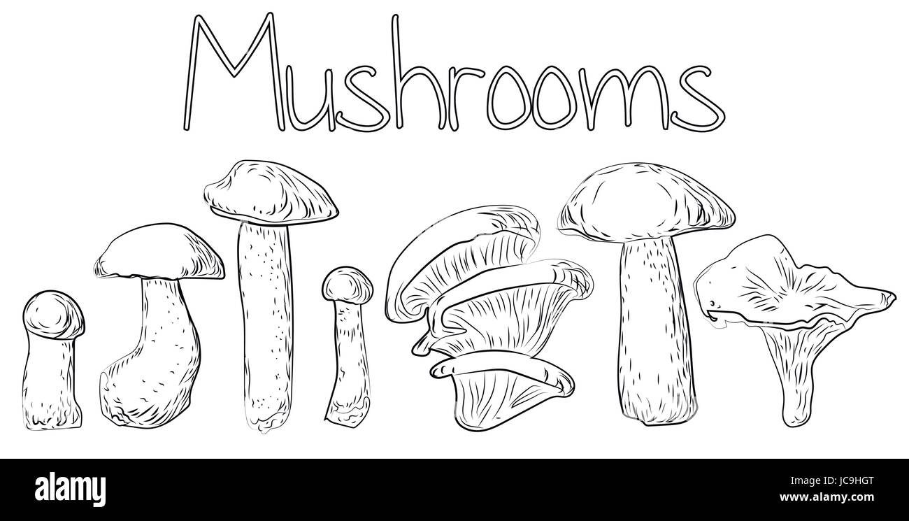 Pilze Wald essbare Auster Pfifferling Percini GAP Steinpilzen Greasers Honig Agaric Espe Heliconius. Vektor horizontale Nahaufnahme Seitenansicht outlime schwarz Stock Vektor