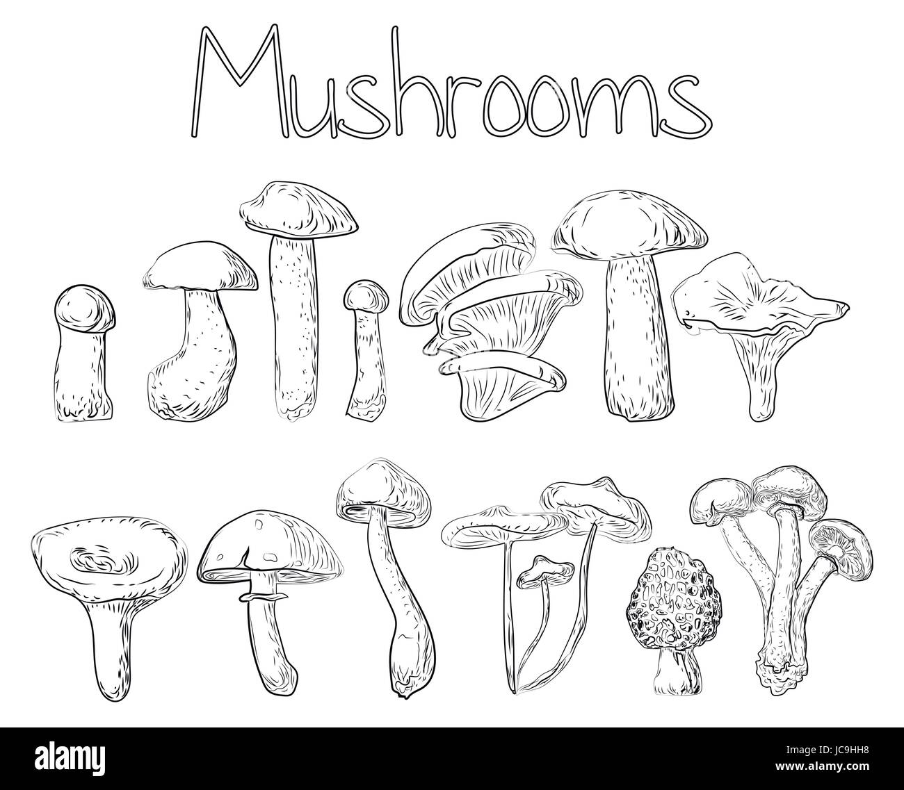 Pilze Wald essbare Auster Pfifferling Percini GAP Steinpilzen Greasers Honig Agaric Espe Heliconius. Vektor horizontale Nahaufnahme Seitenansicht outlime schwarz Stock Vektor