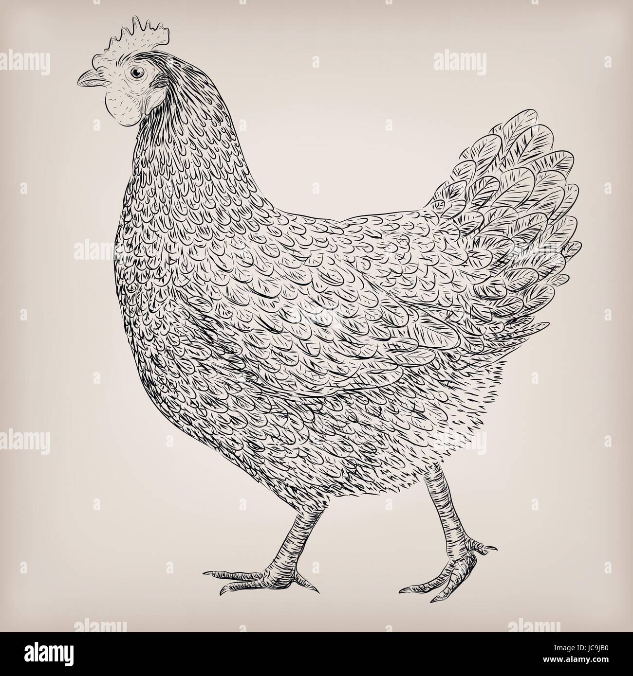 Huhn Henne heimischen Vogel Bauernhof Fleisch Tier Geflügel lebend stehen. Vektor-schöne quadratische Closeup Vieh Landwirtschaft Schild Schild Seite Ansicht illu Stock Vektor