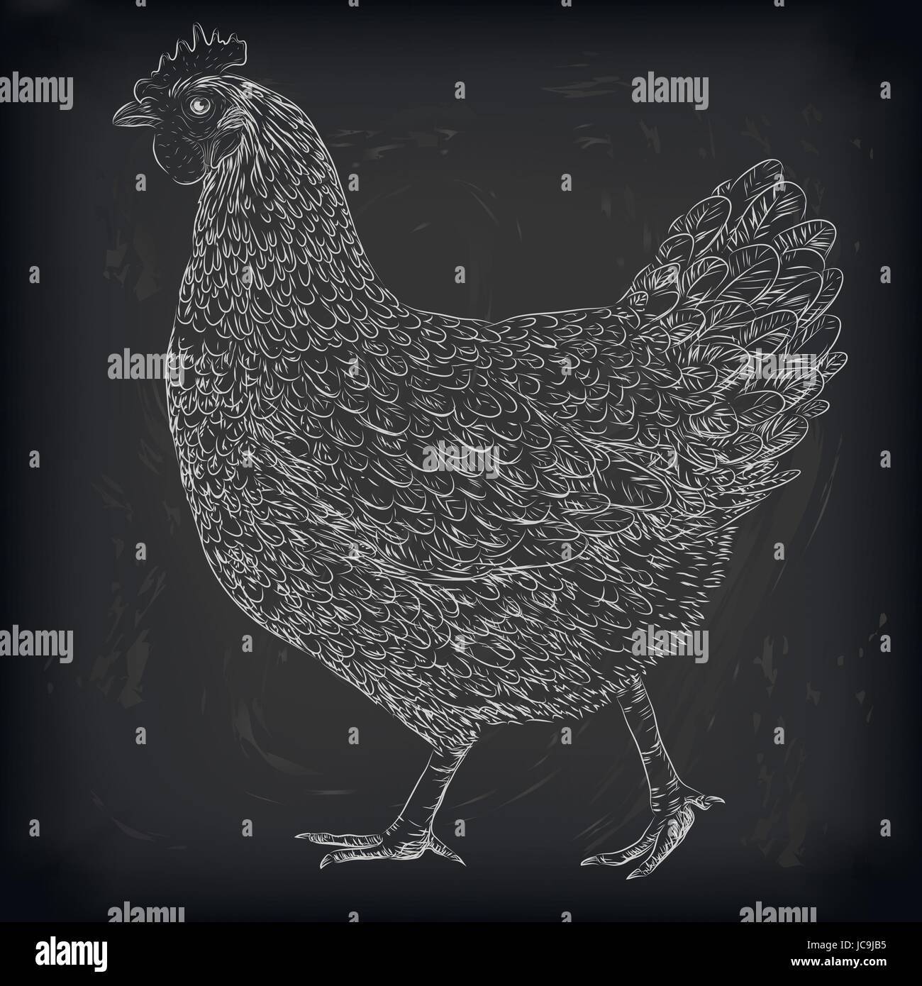 Huhn Henne heimischen Vogel Bauernhof Fleisch Tier Geflügel lebend stehen. Vektor-schöne quadratische Closeup Vieh Landwirtschaft Schild Schild Seite Ansicht illu Stock Vektor