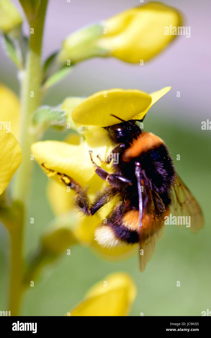 Hummel (Bombus Lucorum) auf gelben Blume (Lathyrus Davidii) Stockfoto