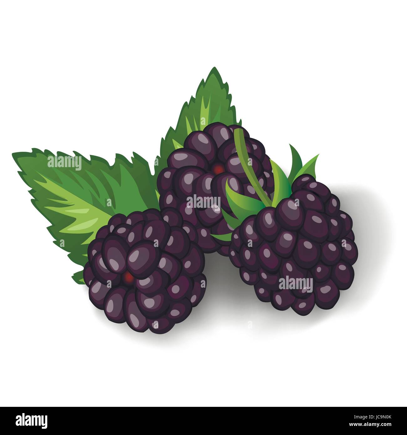 BlackBerry oder Kratzbeere, Brombeere, grüne frische Blätter in verschiedenen Seiten. Schöne quadratische Seite Ansicht Vektorgrafik von drei Reifen, saftigen Rubus frut Stock Vektor