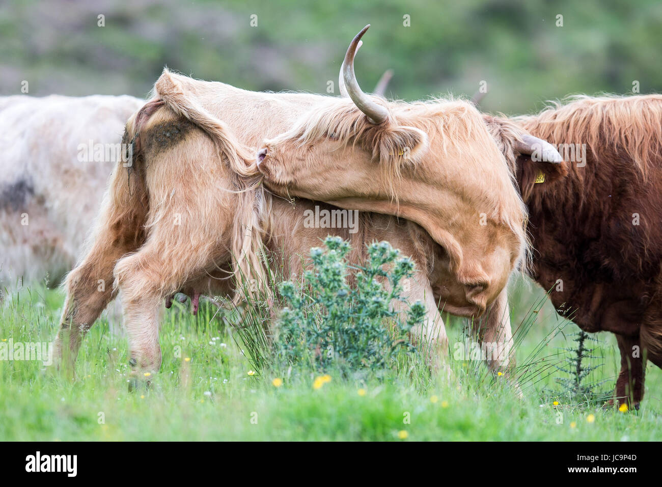 Männliche Kuh Stockfotos und -bilder Kaufen - Alamy