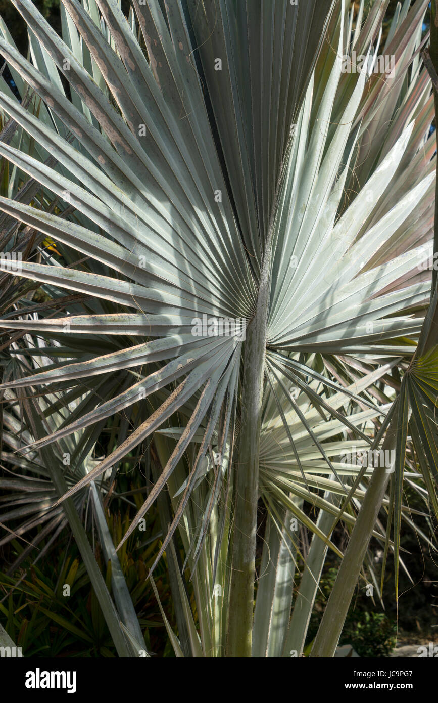 Palmwedel, Blätter, Eleouthkia Garten in der Nähe von Paphos, Zypern Stockfoto