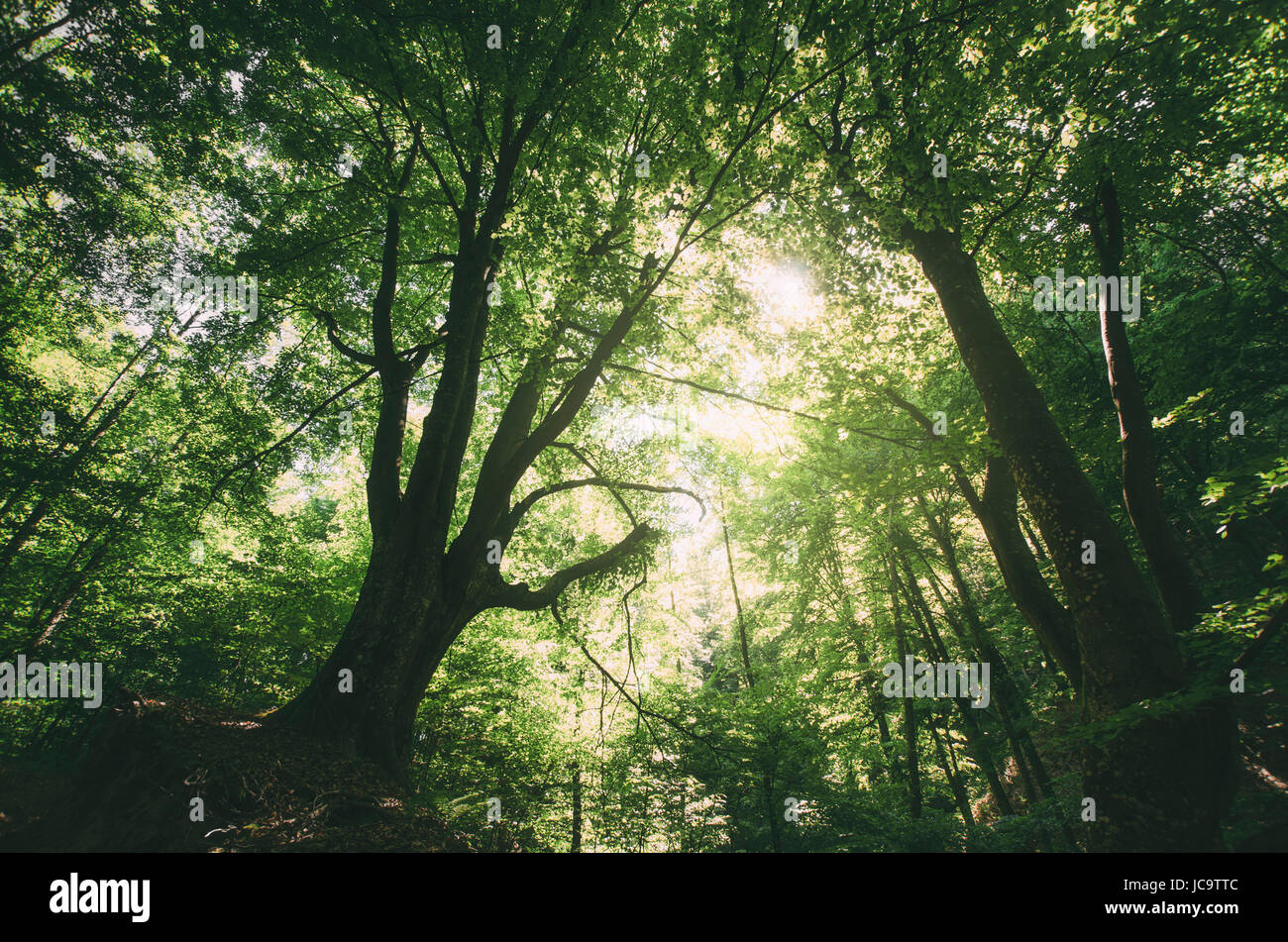 Alter Baum im Wald im Sommer Sonnenlicht Stockfoto