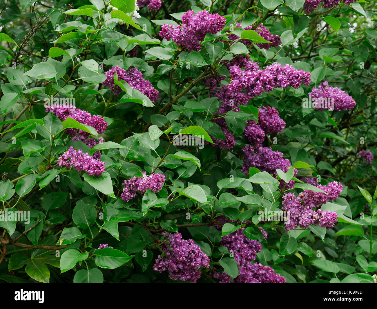 Flieder (Syringa Vulgaris) in voller Blüte. Suzannes Gemüsegarten Stockfoto